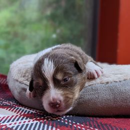 Girl 3 - Red Australian Shepherd puppy in Cape Coral, Florida from Carrotwood Kennel Australian Shepherds