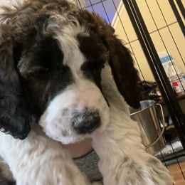Australian Cattle Dog and Poodle Puppies from Hernwood Heelers & Poodles