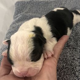 Moose Boy 4 - Black and white male Boston Terrier puppy in Coopertown, Tennessee from Toon’s Boston Terriers