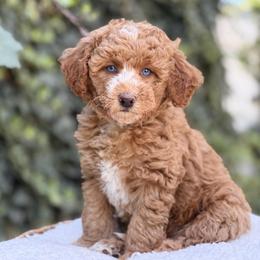 Cinnamon - female Australian Mountain Doodle puppy in Highland, Utah from Angel Pups Deluxe