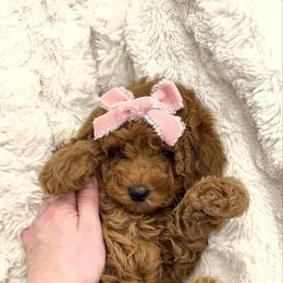 Little Love Red Micro Girl - Red  female Goldendoodle puppy in Mayfield, Utah from Ruff Country Doodles