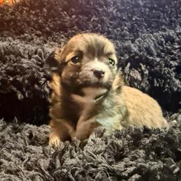 Kevin - Chocolate sabled fawn male Chihuahua puppy in Seneca, Missouri from Stephanie’s Puppy Colony