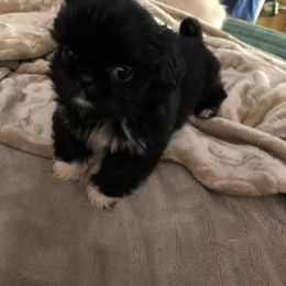 Shih Tzu Puppies from Christye Bolen