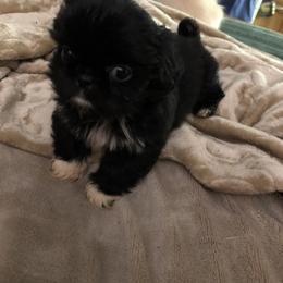 Shih Tzu Puppies from Christye Bolen