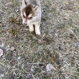 German Shepherd and Siberian Husky Puppies from Sstar