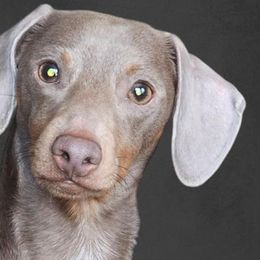 Dachshunds from Dachhalla Dachshunds