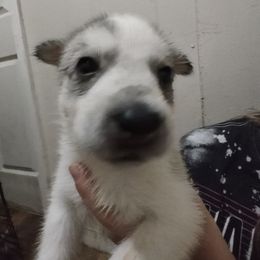 Siberian Husky Puppies from Millington Breeders
