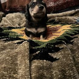 Mary - Black and cream female Dachshund puppy in Aumsville, Oregon from M&M Bro’s Dachshunds