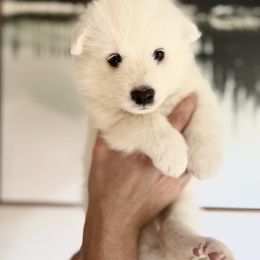 Tundra - White male Samoyed puppy in Tremonton, Utah from Sugar Sweet Samoyeds