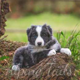 Border Collie and Siberian Husky Puppies from Alpine Tails