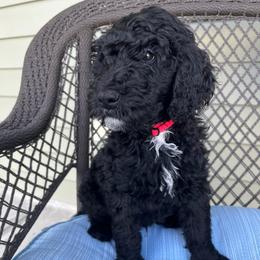 Red - Black male Goldendoodle puppy in Summerville, South Carolina from Lizarazo Doodles
