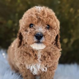 Forest - Apricot male Poodle puppy in Salt Lake City, Utah from Utah Cocker Spaniels