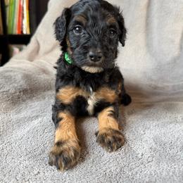 Truffle (green collar) - Phantom male Goldendoodle puppy in Lowville, New York from Adirondack Goldendoodles