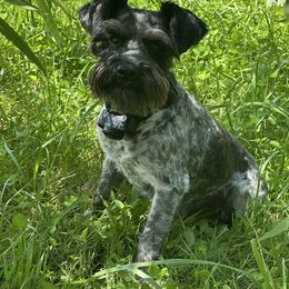 Oreo - Miniature Schnauzer