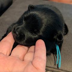 Teal Boy - Black & tan male German Spitz puppy in Detroit, Michigan from Legacy Kennels Michigan