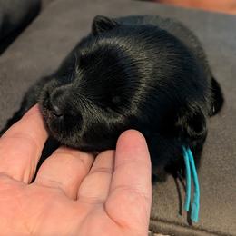 Teal Boy - Black & tan male German Spitz puppy in Detroit, Michigan from Legacy Kennels Michigan