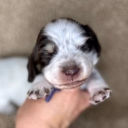 Purple Collar - Piebald female Dachshund puppy in Beaver, Pennsylvania from Meaden’s Mini Dachshunds