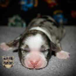 Brooke - Blue merle female Miniature Australian Shepherd puppy in El Dorado Springs, Missouri from HP Aussie Kennels