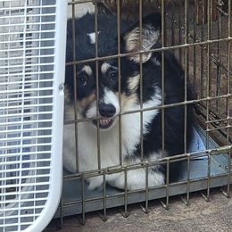 American Corgi and Pembroke Welsh Corgi Puppies from Koko's Kennels