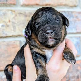 Rue - Phantom female Bernedoodle puppy in Beaumont, Texas from Joy's Dood Ranch