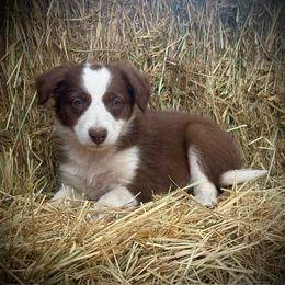 Coop - White and red male Border Collie puppy in North Lakeport, California from Akins Aussies/Wild Rose Ranch