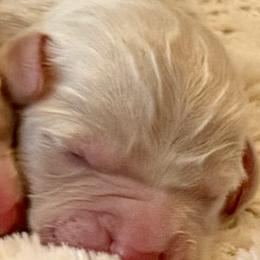 Blue Boy - Chalk male Australian Labradoodle puppy in Upland, California from Kings Labradoodles