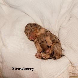 Strawberry - Merle female Goldendoodle puppy in Yukon, Oklahoma from Bows and Ties Doodles, LLC