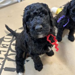 Charlie, Red Boy - Parti male Poodle puppy in Gainesville, Georgia from Rose’s Goldendoodles & Standard Poodles