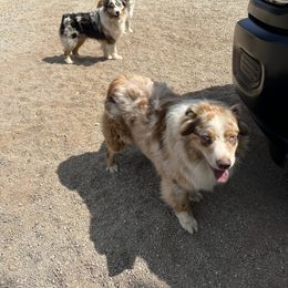 Australian Shepherd Puppies from Oro’z Farm Aussies