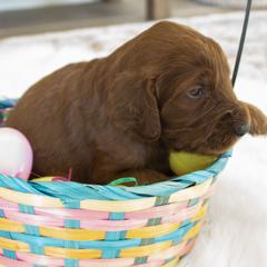 Goldendoodle, Irish Doodle, Labradoodle, and Poodle Puppies from Desert Doodles