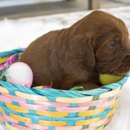 Goldendoodle, Irish Doodle, Labradoodle, and Poodle Puppies from Desert Doodles
