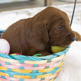 Goldendoodle, Irish Doodle, Labradoodle, and Poodle Puppies from Desert Doodles