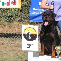 Rottweilers from Musikstadt Rottweilers