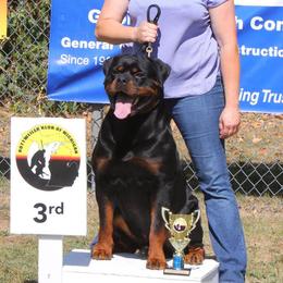 Rottweilers from Musikstadt Rottweilers