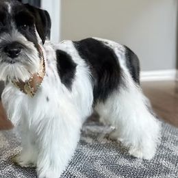 Maggie - Miniature Schnauzer