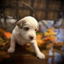 Vixen - Blenheim female Cavapoo puppy in Bradenton, Florida from Christianna’s Mini Goldendoodles