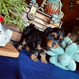 Wilma - Black and tan female Havapoo puppy in Comstock Park, Michigan from The Petite Pack