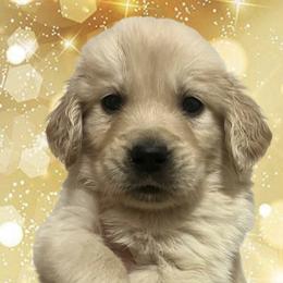 Blue male - Golden male Golden Retriever puppy in Jesup, Georgia from Painted Platinum Retrievers (Painted Platinum Kennel) PPK