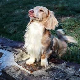 Riggins - Dachshund
