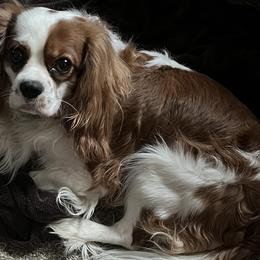 Cavalier King Charles Spaniels from Colorado Cavaliers