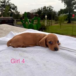Girl 4 - Cream female Dachshund puppy in Stilwell, Oklahoma from Starr Springs Doxies