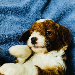 Goldendoodle Puppies from Labradoodleday