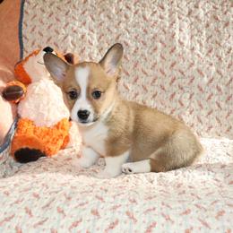 Twix - Sable male Pembroke Welsh Corgi puppy in Morton, Mississippi from Crown AB Farms Pembroke Welsh Corgis