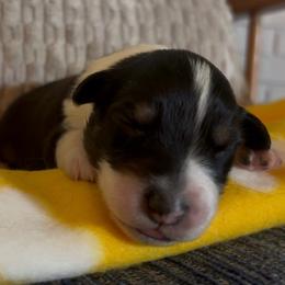 Rosie - Black tri-color female Australian Shepherd puppy in Morrow, Ohio from OakHaven Acres Aussies