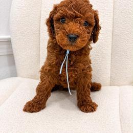 Light Blue - Red  male Goldendoodle puppy in Cameron, South Carolina from The Farmer and The Doods