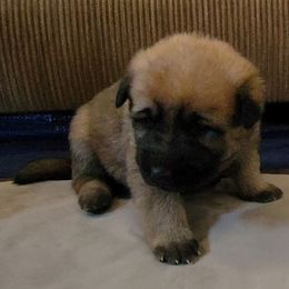 Red - Sable female German Shepherd puppy in Pahrump, Nevada from Rayler Kennels