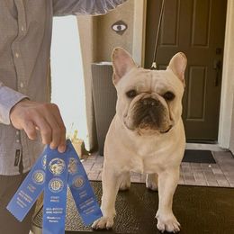 Porky - French Bulldog