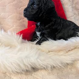 Max - Black male Poodle puppy in East Earl, Pennsylvania from Puppy Adventures LLC