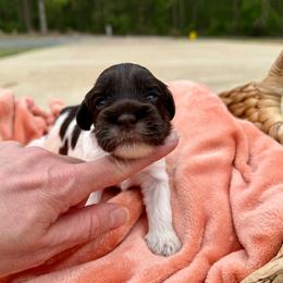 4 - Chocolate female Australian Labradoodle puppy in Calhoun, Louisiana from Arrowhead Australian Labradoodles