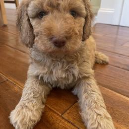 Goldendoodle Puppies from Aimee Schamback